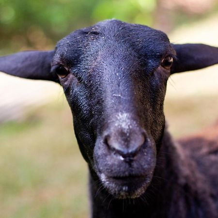 Polo Hotel Fazenda Indaiatuba Zewnętrze zdjęcie